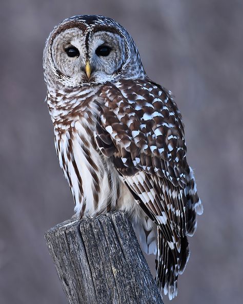 This is a large digital download of Pamela Peters award winning photograph "An Owl's Wisdom".  This image has been recognized by the International Bird Photography Awards and The Muse Awards.  This closeup of a barred own resting on a fence post will bring a touch of serenity to your office, living room bedroom or any other place in your house.  Enjoy this framed, print it on metal or wood or any other type of platform. Beautiful Owl Photography, Barred Owl Photography, Barred Owls, Owls Art, Owl Wisdom, Owl Photography, Owl Images, What Is A Bird, Barred Owl