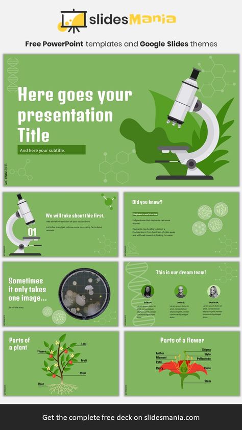 Free biology PowerPoint template and Google Slides theme. If you are teaching about cells, bacteria or anything microscopic, this template might work! I’ve included a couple of slides with activities for elementary students: drag the names of the parts of a flower or a plant to their correct spot! I’ve also included some illustrations of 3 different cells types: red blood cells, liver cells and stem cells. Cell Biology Ppt Template, Powerpoint Templates Biology, Biology Presentation Template, Biology Powerpoint Templates, Biology Ppt Template, Biology Presentation Design, Biology Background Powerpoint, Biology Presentation, Biology Template