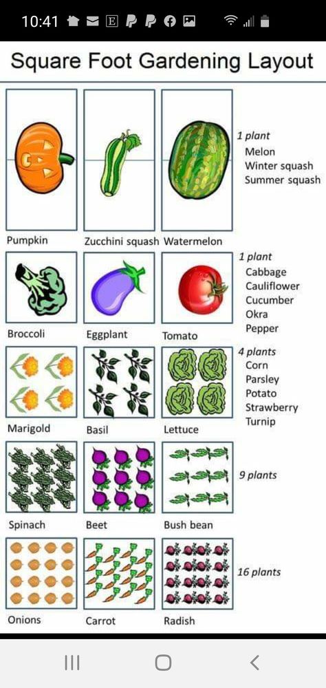 Square Foot Gardening Plans, Gardening Layout, Square Foot Gardening Layout, Garden Layout Vegetable, Vegetable Garden Planning, Bush Beans, Corn Plant, Starting A Garden, Veg Garden