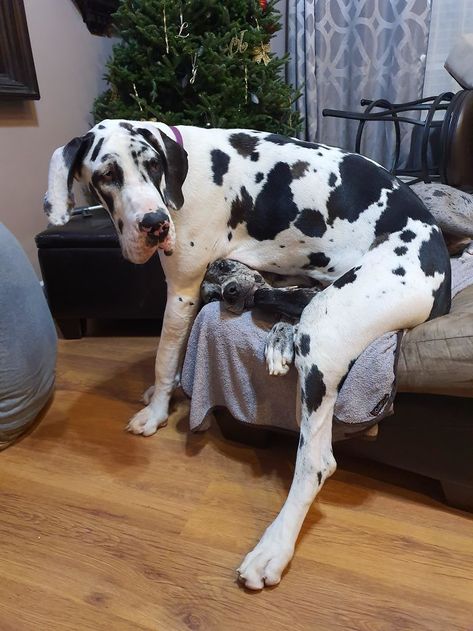 2 Of My 4 Danes, Honey The Giant And Cookie The Crushed Italian Accent, Younger Sibling, Great Dane Puppy, I Like Dogs, Great Dane Dogs, Dog Videos, Older Dogs, Baby Brother, Canine Companions