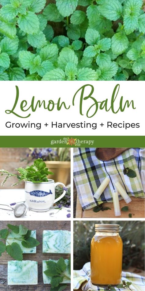 Lemon Balm Plant How To Grow, How To Dry Lemon Balm Leaves, Dehydrating Lemon Balm, Preserving Lemon Balm, How To Dry Lemon Balm, How To Harvest Lemon Balm, Harvesting Lemon Balm, How To Use Lemon Balm, Lunch Ideas Pasta Salad