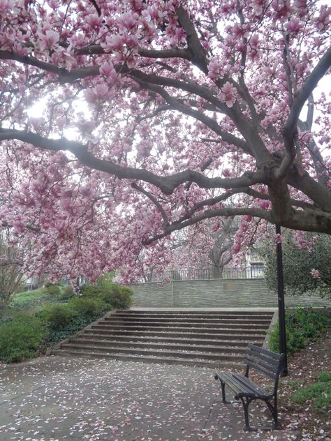 Magnolia Flower Aesthetic, Magnolia Tree, Sakura Tree, Japan Aesthetic, Aesthetic Japan, Japanese Aesthetic, Magnolia Flower, City Aesthetic, Nature Aesthetic