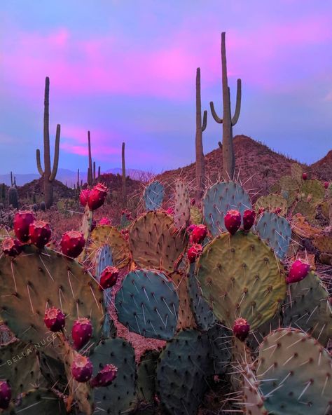 Saguaro National Park Tucson, AZ Bella Nugent Tanaman Sukulen, Country Backgrounds, Desert Aesthetic, Saguaro National Park, Western Photography, Arizona Landscape, Pink Skies, Western Wall Art, Western Aesthetic