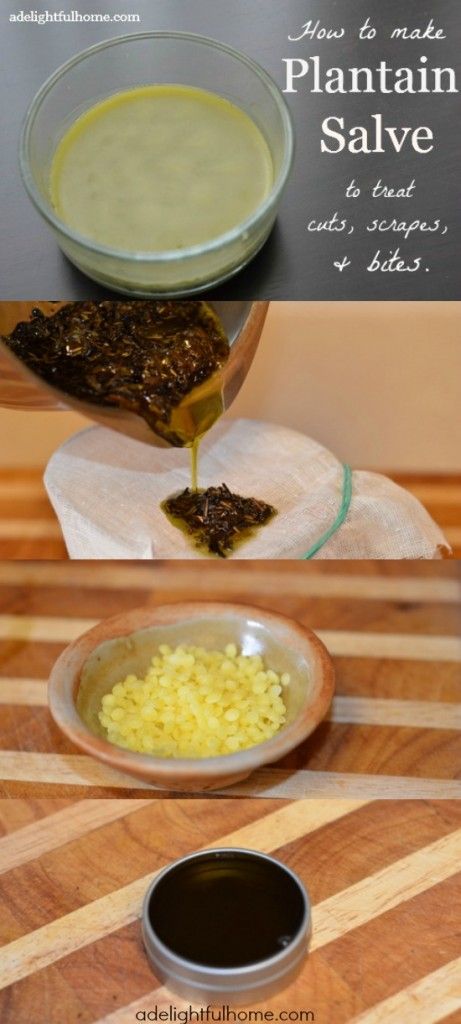 The benefits of using fresh plantain to treat cuts, scrapes, and bites are to reduce inflammation and promote healing. However, fresh plantain may not be available when you need it. Thus, the plantain salve is born making it’s uses much more convenient. This DIY recipe shows you how to make your own plantain salve. It’s so useful you may consider adding it to your list of homemade gifts for the holidays! #plantain #plantainsalve #diysalve #holidaygifts #diygifts Plantain Oil, Plantain Salve, How To Make Plantains, Healing Salve Recipe, Homemade Salve, Herbal Health, Healing Salve, Salve Recipes, Medicinal Garden