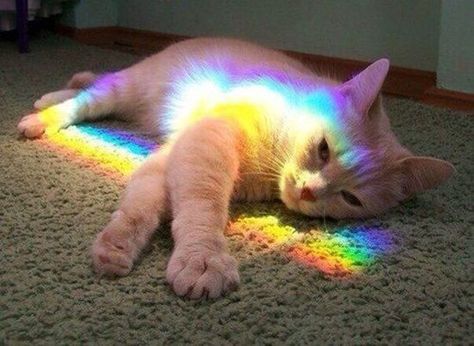 RAINBOW TREND, OH YES Image Chat, Desen Anime, Animale Rare, Rainbow Cat, Tromso, Sweet Dogs, Cat Aesthetic, Crazy Cat Lady, 귀여운 동물