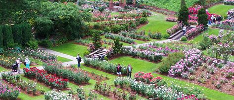 Washington Park - International Rose Test Garden | Portland.gov Oregon Travel, Oregon Trail Pioneers, Portland Japanese Garden, Portland Travel, Portland City, Washington Park, Rose City, Oregon Trail, City Landscape