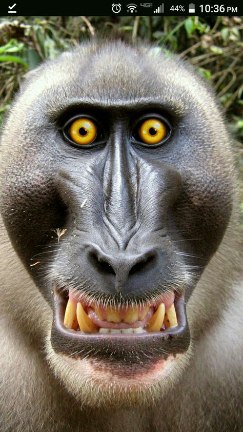 Monkey Types, Funny Face Photo, Wolf Images, Make Funny Faces, Scary Animals, Monkey Pictures, Animal Portraits Art, Marvel Superhero Posters, Funny Animal Photos