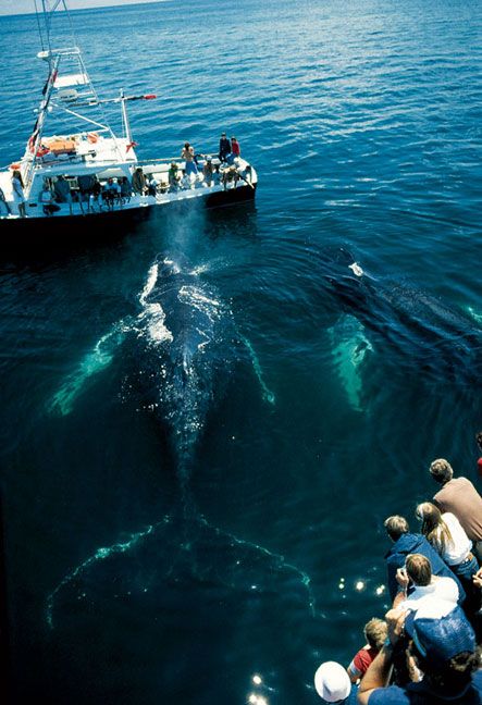 Whale Watching in Maine. Look at the size of that whale! #scenesofnewengland #soNE #soMaine #soME #Maine #ME #soNEliving New England Road Trip, East Coast Travel, Maine Vacation, Maine Travel, A Whale, Whale Watching, Baja California, In The Ocean, Oh The Places Youll Go