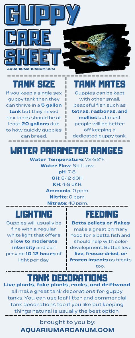 Looking for expert advice on guppy care? Our detailed care sheet covers everything from selecting the right substrate to understanding their unique behavior. Follow our step-by-step guide and give your guppies the attention and care they deserve. Beta Care, Fish Care Tips, 10 Gallon Fish Tank, Tanaman Air, Fish Tank Terrarium, Fish Ideas, Fish Keeping, Cool Fish Tanks, Betta Fish Care