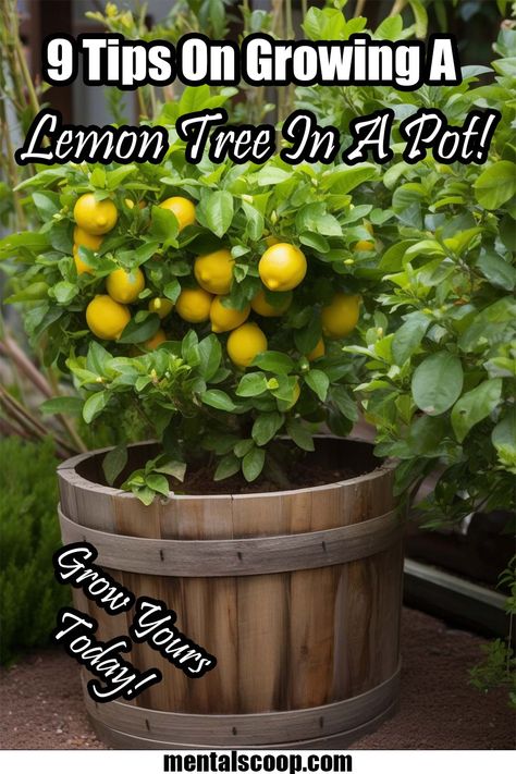 Small Lemon Tree In Pot, Patio Lemon Tree, Grow Lemon Tree In Pot, Potted Meyer Lemon Tree, Lemon Bush Plant, Lemon Tree Planting, Lemon Tree In Container, Growing A Lemon Tree In A Pot, Lemon Tree In Front Yard