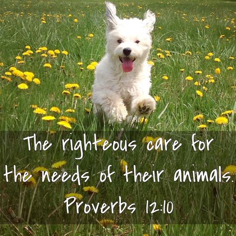 Proverbs 12:10 - the righteous care for the needs of their animals. Animal Cruelty Quotes, Quotes About Animals, Verses In The Bible, Caring For Animals, Animal Humor, German Quotes, All About Animals, About Animals, Cute Animal Drawings