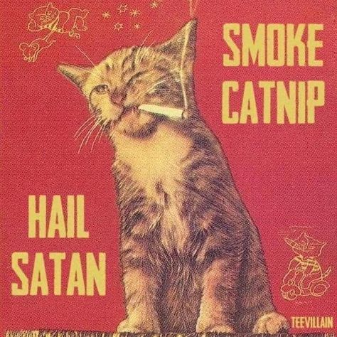 Funny Vintage Ads, The Afterlife, Silly Cats, Vintage Magazine, Room Posters, Cool Posters, Graphic Poster, Wall Collage, Not Mine