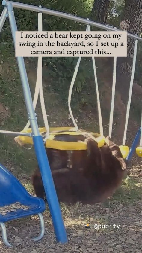 Bears Being Silly, Baba Jaga, Pretty Animals, Silly Animals, Cute Wild Animals, Animal Videos, Cute Animal Photos, Cute Animal Videos, Animal Jokes