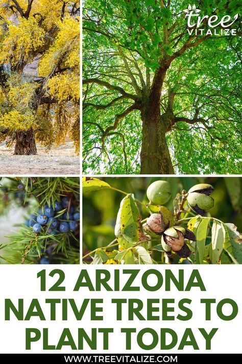 Zone 9 Landscaping Arizona, Arizona Plants For Pots, Native Arizona Plants, Arizona Plants Backyards, Gardening In Arizona, Desert Plants Landscaping, Backyard Arizona, Best Shade Trees, Arizona Landscaping