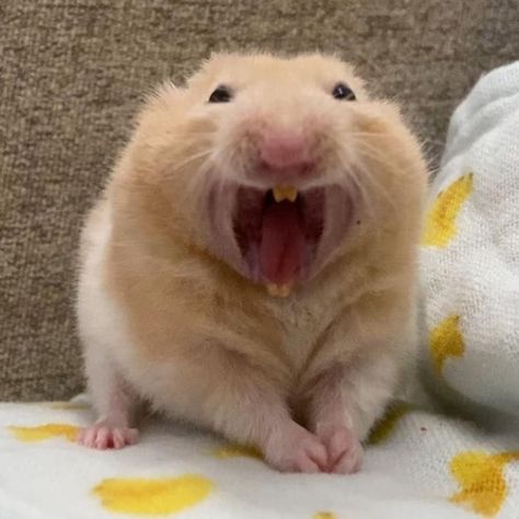 Hamster Profile Picture, Cursed Hamster, Screaming Hamster, Scared Hamster, Hamster Care, Hay Day, Funny Video Clips, Hams, Cute Hamsters