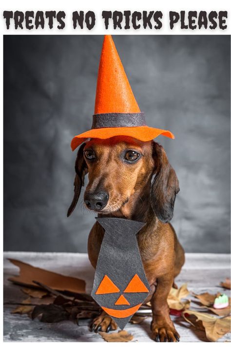 Dachshund Dressed Up For Halloween Halloween Dachshund, Best Dog Gifts, Dog Halloween Costume, Black Dachshund, Diy Dog Costumes, Dog Foods, Dapple Dachshund, Dachshund Mom, Long Haired Dachshund