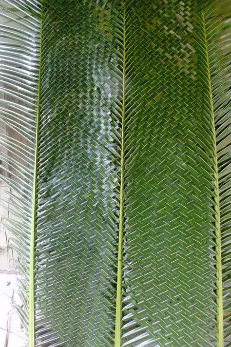 Palm Leaf Art, Palm Frond Art, Flax Weaving, Coconut Leaves, How To Weave, Wedding Backdrop Decorations, Bamboo Crafts, Leaf Crafts, Palm Sunday