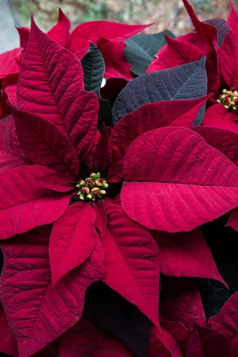 Poinsettia Watercolour, Red Christmas Flower, Poinsettia Care, Poinsettia Plant, Winter Planter, Poinsettia Flowers, Christmas Plants, Red Poinsettia, Poinsettia Flower