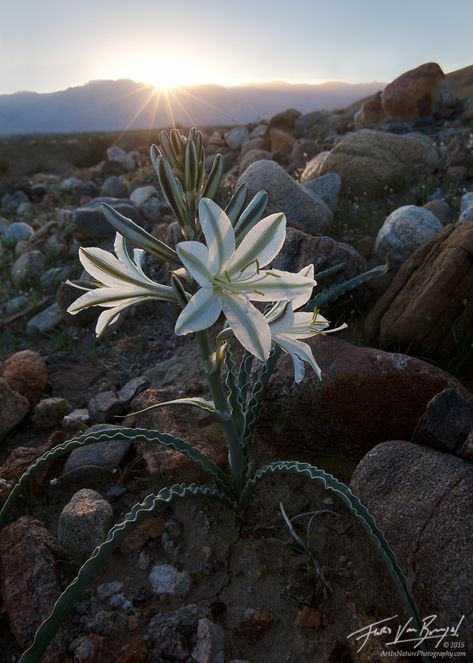 Desert Lily, Anza Borrego State Park, Wildflower Photo, Desert Flowers, Desert Life, California Desert, Rare Plants, Succulents Garden, Cacti And Succulents