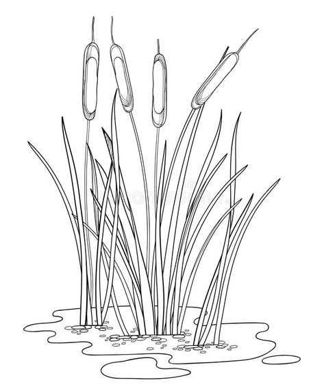 Vector outline Bulrush or reed or cattail or typha bush with leaves in black isolated on white background. Swamp grass plant. Vector outline Bulrush or reed or vector illustration Cloud Painting Acrylic, Nature Paintings Acrylic, Grass Drawing, Canvas Art Painting Acrylic, Creative Arts Therapy, Grass Painting, Art Projects For Adults, Background Drawing, Acrylic Painting For Beginners