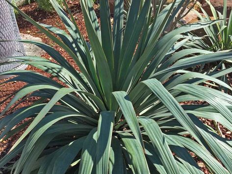 soft leaf yucca texas - Google Search Landscaping Software, Best Landscape, Plant Information, Drought Tolerant Plants, Landscaping With Rocks, Cool Landscapes, Landscaping Plants, All About Plants, Backyards