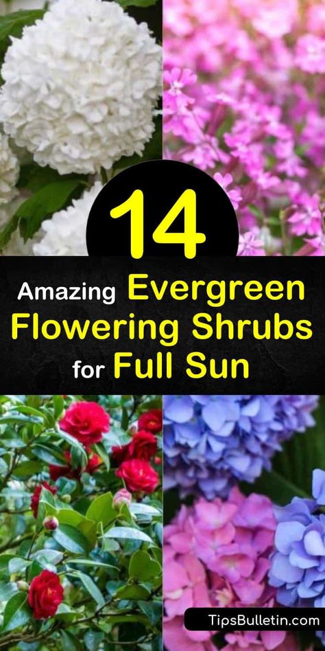 Flowering Bushes Full Sun, Flowering Evergreens, Evergreen Shrubs Full Sun, Flowering Evergreen Shrubs, Flowering Shrubs Full Sun, Shrubs For Full Sun, Landscaping Deck, Full Sun Landscaping, Foundation Plants