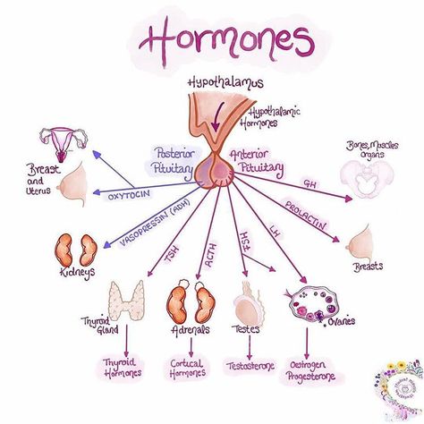 Midwife Notes, Midwife Aesthetic, Midwife Birth, Medical Assistant Student, Midwifery Student, Ultrasound Technician, Student Midwife, Nursing School Motivation, Basic Anatomy And Physiology