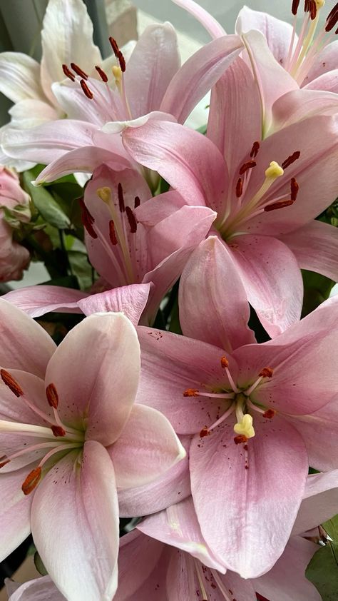 Flowers Different Types, Pink Lily Wedding Flowers, Lilly Flowers Wallpaper, Pink Lily Bouquet Wedding, Bouquet Of Flowers Lilies, Flower Bouquet Lilies, Pink Lillie’s, Lillys Flowers Bouquet, Lily's Bouquet