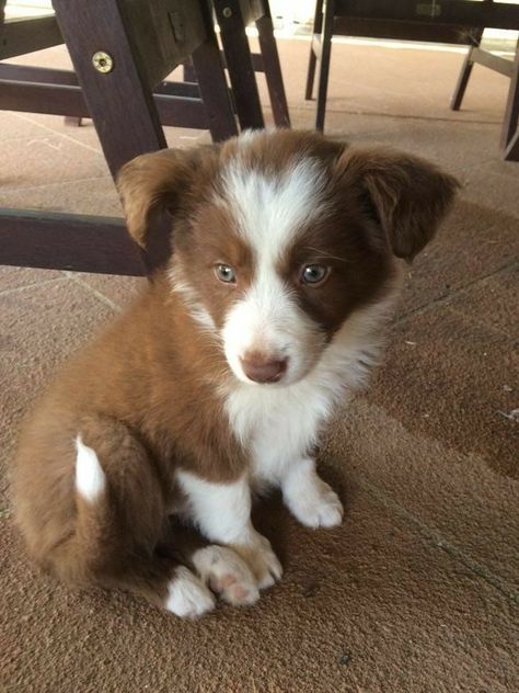 Brown Border Collie Puppy, Short Hair Border Collie, Border Collie Pups, Dog Runner, Brown Border Collie, Red Border Collie, Big Dogs Breeds, Biggest Dog In The World, Biggest Dog