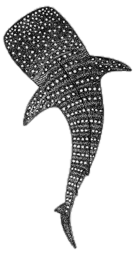 Whale Shark Painting Easy, Shark Drawing Easy, Whale Shark Art, Whale Shark Drawing, Shark Illustration, Pen Ink Drawings, Shark Drawing, Shark Print, Ink Drawings