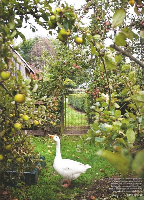 Apple Orchard, Fruit Garden, Hobby Farms, Garden Cottage, Farm Gardens, Apple Tree, Country Gardening, Kitchen Garden, Permaculture