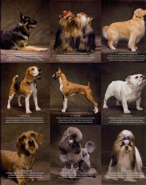 Dog Breeds Small Dog Breeds Chart, Dog Breeds Chart, Asian Dogs, Cute Names For Dogs, Rare Dog Breeds, Cute Small Dogs, Dog Groomer, Dogs Breeds, Dog Pics