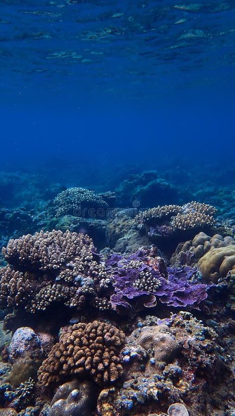 Underwater photography of a colorful coral reef royalty free stock image Coral Reef Photography Underwater, Coral Reef Photography, Colorful Coral Reef, Coral Underwater, Coral Ocean, Animation Classes, Dark Ocean, Colorful Nature, Coral Bay