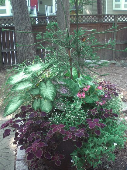 purple plants are trailing coleus. Container Gardening Ideas, Window Box Garden, Purple Plants, Outdoor Pots, Garden Yard Ideas, Plant Combinations, Planting Bulbs, Garden Spaces, Clipboard