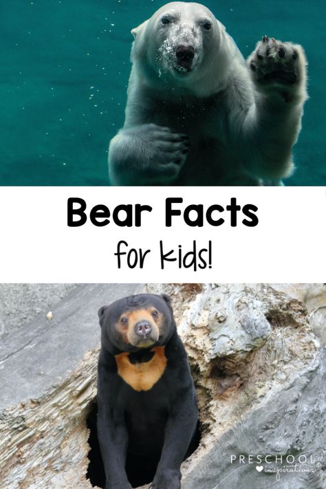 Bear Facts for Kids - Preschool Inspirations Bear Circle Time Activities, Bear Facts For Kids, Bear Activities Preschool, Preschool Bears, Bear Theme Preschool, Facts About Bears, Preschool Inspirations, Bear Facts, Bear Activities