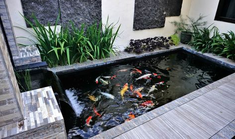 A dirty koi pond is not only an eyesore but can also cause the fish to get sick or die. While the koi pond is designed with some components such as a skimmer and filter to ensure it is self-cleaning, it is recommended to deep clean it at least once or twice per year. Over... Tanaman Air, Koi Pond Design, Pond Decorations, Kolam Koi, Air Mancur, Garden Pond Design, Diy Pond, Ikan Koi, Pond Filters