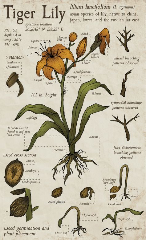 Illustration of an Orange Tiger Lily with text labeling different parts Flower Drawing Digital, Lily Flower Illustration, Cottage Core Posters, Lily Graphic, Biology Drawing, Flower Anatomy, Biology Poster, Research Journal, Scientific Drawing