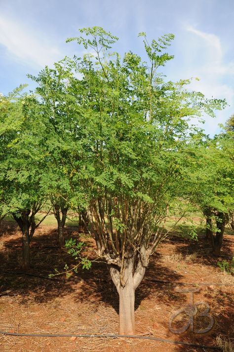 #Moringa #Oleifera #tree, already a few years old. By #PhotoJdB Moringa Oleifera Tree, Kebun Herbal, Moringa Seeds, Moringa Tree, Miracle Tree, Healing Remedies, Check Mate, Garden Swimming Pool, Healing Plants