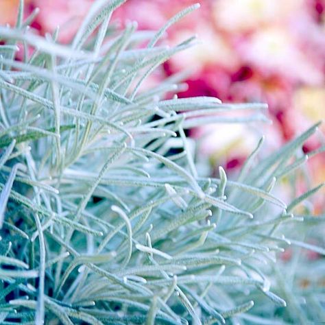 Helichrysum 'Icicles' White Foliage Plants, Silver Plants Perennials, Silver Plants, Curry Plant, Ground Cover Seeds, Licorice Plant, Japanese Painted Fern, Blue Fescue, Silver Plant