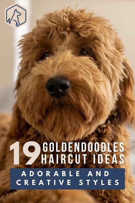 Check out this list of our favorite haircuts for Goldendoodles, including some neat variations on tail and leg trims! #caninecoiffeur #doodledos #doghairstyle Haircuts For Doodles, Haircuts For Mini Goldendoodles, Haircuts For Goldendoodles, Doodle Tail Grooming, Sproodle Grooming, Goldendoodle Grooming Styles Teddy Bears, Golden Doodle Tail Grooming, Long Haired Golden Doodle, Goldendoodle Haircuts Teddy Bears