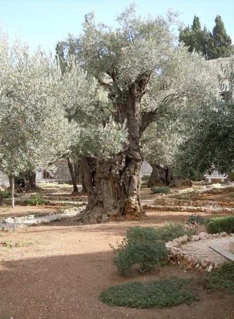 JERUSALEM, ISRAEL - "Gethsemane" is a garden at the foot of the Mount of Olives in Jerusalem most famous as the place where, according to the gospels, Jesus and his disciples are said to have prayed the night before he was arrested. The Garden Of Gethsemane, Garden Of Gethsemane, Terra Santa, Mount Of Olives, Olive Press, The Last Supper, Easter Blessings, Olive Trees, Last Supper