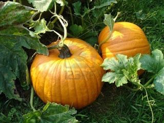 pumpkin When To Harvest Pumpkins, Planting Pumpkin Seeds, When To Plant Pumpkins, Growing Winter Vegetables, Types Of Pumpkins, Pumpkin Varieties, Winter Veggies, Planting Pumpkins, Biggest Pumpkin