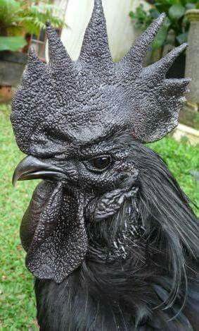 Pretty Chickens, Rare Chicken Breeds, Australorp Chicken, Ayam Cemani, Chicken Pictures, Fancy Chickens, Black Chickens, Black Rooster, Beautiful Chickens