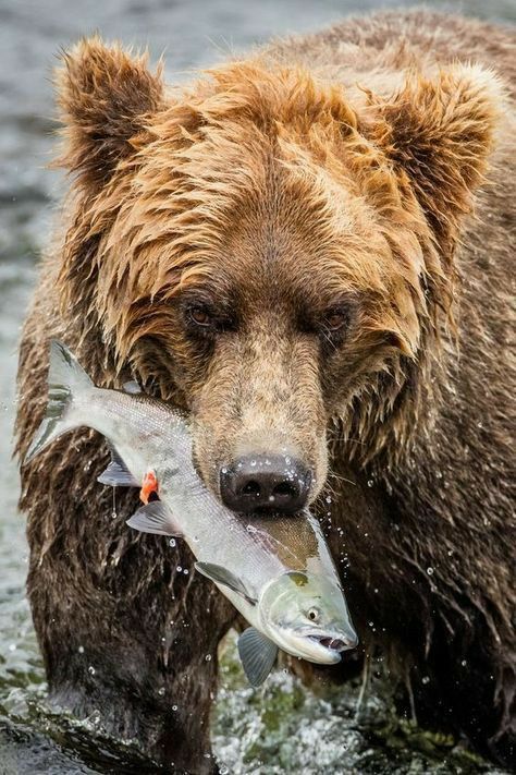 Grizzly Bear Fishing, Grizzly Bear Wallpaper, Grizzly Bear Photography, Bear Catching Salmon, Bear Bedding, Alaskan Wildlife, Bear Clothing, Buffalo Animal, Bear Fishing