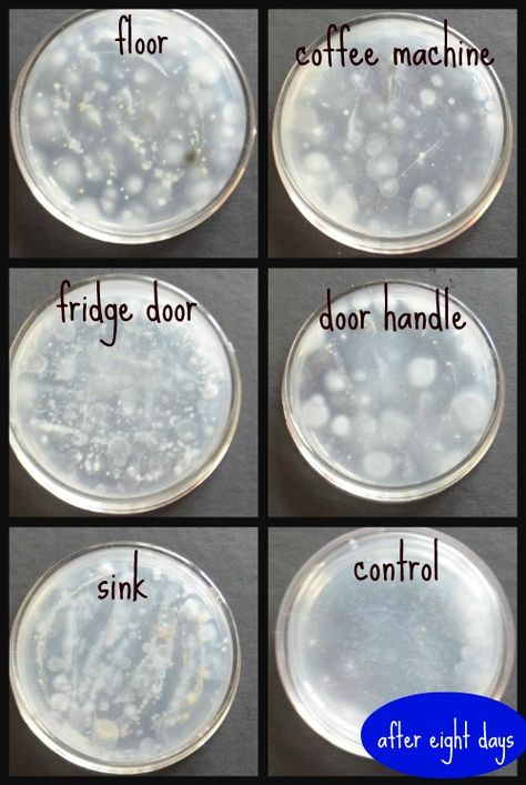 Science in the Kitchen: What is the dirtiest place in the kitchen? School Science Experiments, Kitchen Science, Stem Lab, Petri Dishes, Petri Dish, Fair Projects, Science Fair Projects, Applied Science, Homeschool Science