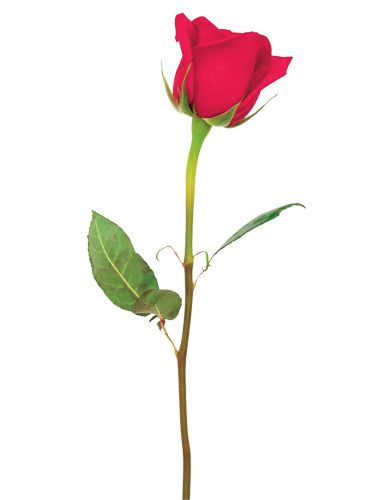 शटर स्पीड, Flower Background Iphone, Single Red Rose, Photoshop Backgrounds Backdrops, Green Screen Background Images, Dont Touch My Phone Wallpaper, फोटोग्राफी 101, Beach Background Images, इंस्टाग्राम लोगो