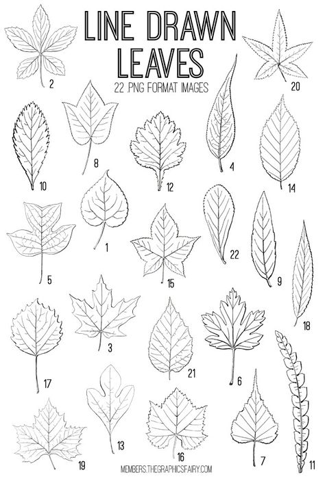 Beautiful Leaves Drawing, Leaf Drawing Reference, Line Drawings Leaves, Leaves And Flowers Drawings, Drawing Leaves Easy, Different Leaves Drawings, How To Draw Fairy, Leaves Drawing Sketches, How To Draw A Leaf