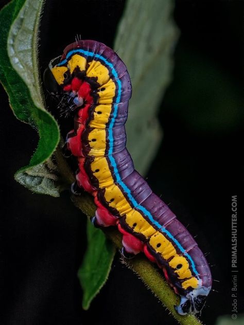 Rainbow caterpillar from Brazil Rainbow Caterpillar, Colorful Caterpillar, Caterpillar Insect, South American Rainforest, Insect Photos, Moth Caterpillar, Cool Bugs, Wild Animals Pictures, Beautiful Bugs