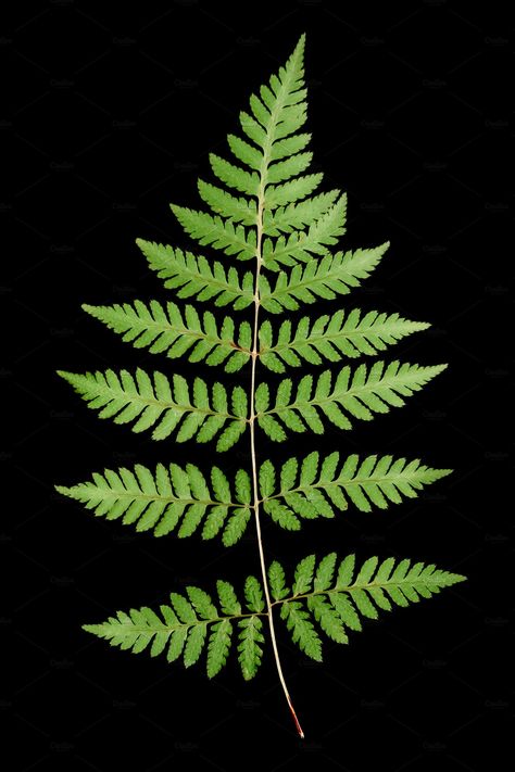 Green fern leaf isolated on black background Fern Prints, Vintage Paper Printable, Plant Texture, Long Pictures, Leaf Photography, Fern Leaves, Fern Leaf, Fern Plant, Leaf Texture