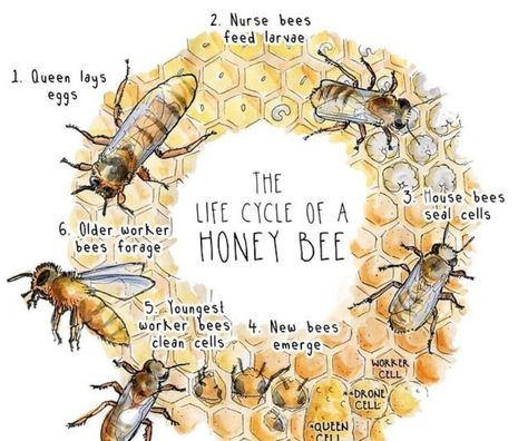 Honey Bee Life Cycle, Bee Life Cycle, Bee Quotes, Backyard Bee, Raising Bees, Charlotte Mason Homeschool, Worker Bee, Backyard Beekeeping, Honey Bee Hives